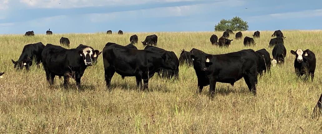 Online Cattle Auctions - Blog 6-25