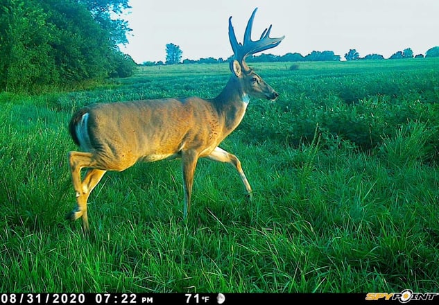 trail camera photo of a buck in Missouri - copyright-andrewbrown
